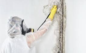 Why You Should Choose Our Mold Remediation Services in Hurleyville, NY